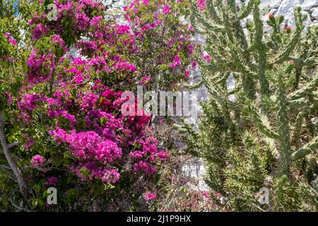 Bougainvillea spectabilis evergreen, purple flower ornamental thorny plant and spiny green cactus with red cone flower, succulent wild tropical bloomi Stock Photo