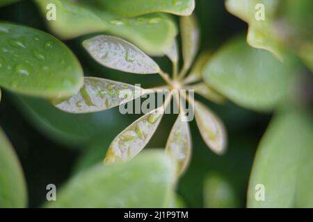 A vertical shot of a schefflera plant growing in spring with water drops on the leaves