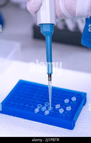 Hand in laboratory Air displacement micro pipettes filling a colorless reaction tube. Stock Photo