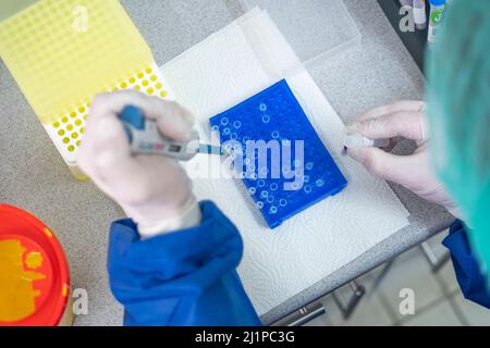 Medical lab scientists in laboratory using Air displacement micro pipettes filling a colorless reaction tube. Stock Photo