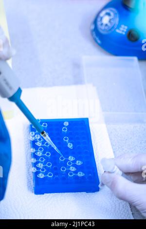 Hand in laboratory Air displacement micro pipettes filling a colorless reaction tube. Stock Photo