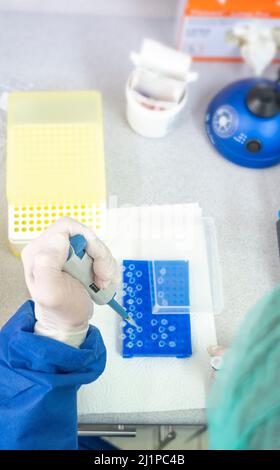 Medical lab scientists in laboratory using Air displacement micro pipettes filling a colorless reaction tube. Stock Photo