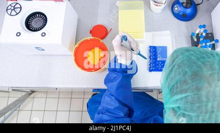Medical lab scientists in laboratory using Air displacement micro pipettes filling a colorless reaction tube. Stock Photo
