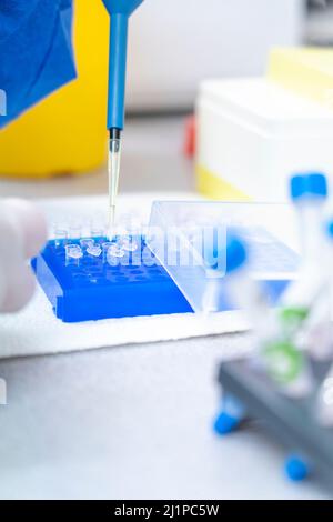 Hand in laboratory Air displacement micro pipettes filling a colorless reaction tube. Stock Photo