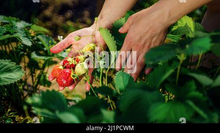 Harvesting fresh organic strawberries. Farmer's hands picking strawberries close-up. Strawberry bushes Stock Photo