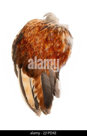 Wing feathers plumage rooster chicken fowl bird left side isolated in white background Stock Photo
