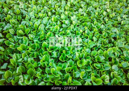 Eichhornia Crassipes hyacinth invasive  leaf aquatic plant tropical river pond problematic weed Stock Photo