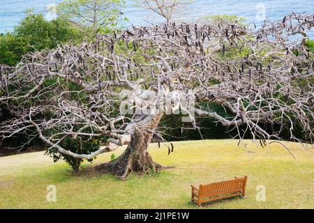 Royal Poinciana tree wooden bench sea view peaceful relaxation park tropical green grass Tobago Stock Photo