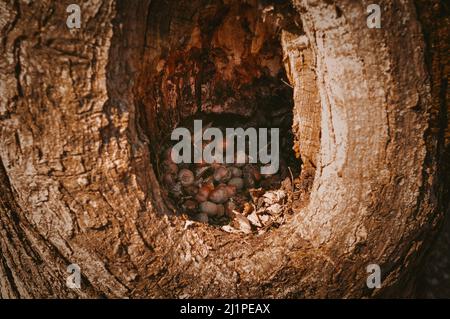 Squirrel's hollow with nuts in brown wooden texture tree Stock Photo
