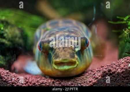 The fahaka pufferfish (from Arabic: فهقة), also known as the Nile puffer, globe fish, lineatus puffer (Tetraodon lineatus) Stock Photo
