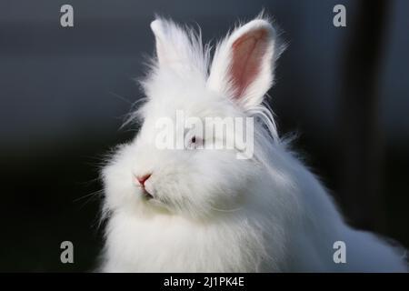 Close up portrait of a Lionhead white rabbit with blue eyes Stock Photo