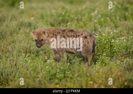 Spotted Hyena, Tanzania Stock Photo