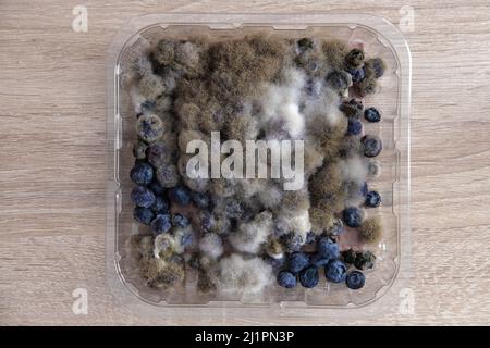 Multitypes Rhizopus Stolonifer Bread Mold On Stock Photo 1366924142