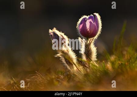 Spring flowers. Beautifully blossoming pasque flower and sun with a natural colored background. (Pulsatilla grandis) Stock Photo