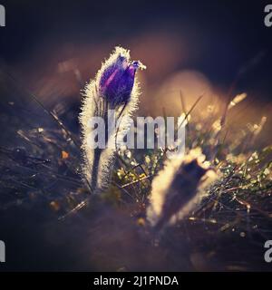 Spring flowers. Beautifully blossoming pasque flower and sun with a natural colored background. (Pulsatilla grandis) Stock Photo