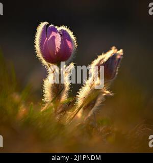 Spring flowers. Beautifully blossoming pasque flower and sun with a natural colored background. (Pulsatilla grandis) Stock Photo