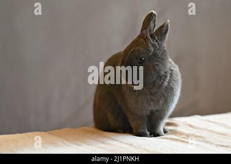 Beautiful little gray dwarf rabbit sitting on the bed. Stock Photo