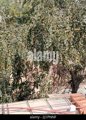 Healthy organic green jujube tree with fruit close up and side view Stock Photo