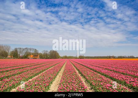 Red and white tulips in front of a wind turbine in Noordoostpolder, Netherlands Stock Photo