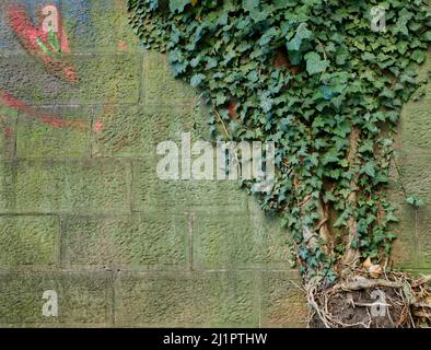 rank and root of common ivy on a stone wall in light green with a chalk drawing of a symbolic heart in red and blue Stock Photo