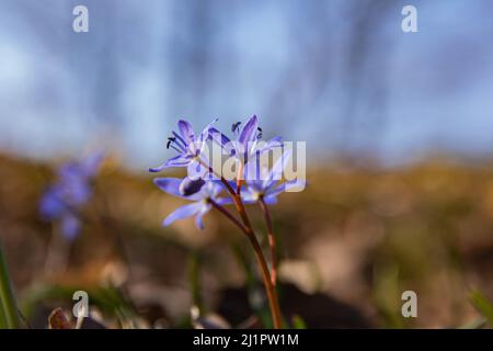 Wild hyacinths in spring close -up with background blur. Beautiful natural background  elegant gentle tender artistic image Stock Photo