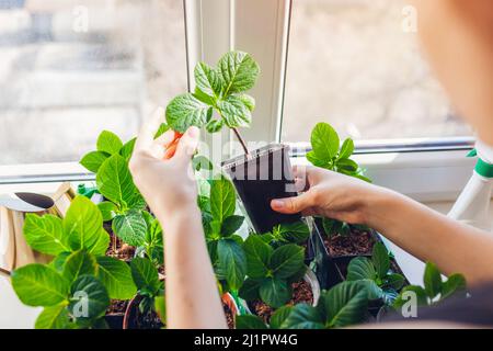 Checking new hydrangeas growing in pots at home. Gardener propagating healthy plants from cuttings. Stock Photo