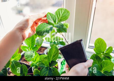 Examining new hydrangeas growing in pots at home. Gardener propagating plants from cuttings. Stock Photo