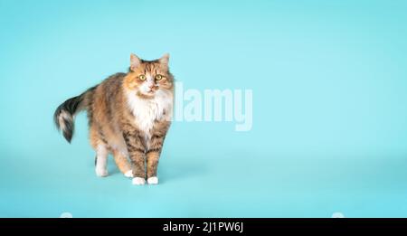 Fluffy cat standing in front of blue background while looking at camera. Front view of female cat with curious body expression. Cute orange, white and Stock Photo