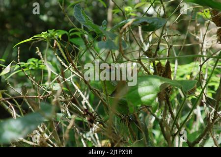 A common green forest lizard hiding between small tree twigs and looking at something on the ground Stock Photo