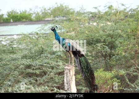 Picture of a Peacock making the Screaming Call Stock Photo
