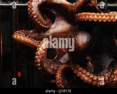 Great Pacific Octopus Tentacle On Black Background by Cavan Images