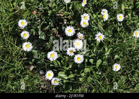 top view at a green meadow with blooming daisies in springtime Stock Photo