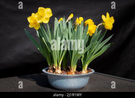 Beautiful yellow daffodils, with large flower bulbs in a beautiful flower pot Stock Photo