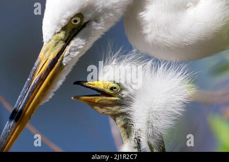 Orlando, USA. 26th Mar, 2022. A nesting baby egret urging Mom to feed him Kissimmee, Florida On March 26, 2022. (Photo by Ronen Tivony/Sipa USA) *** Please Use Credit from Credit Field *** Credit: Sipa USA/Alamy Live News Stock Photo