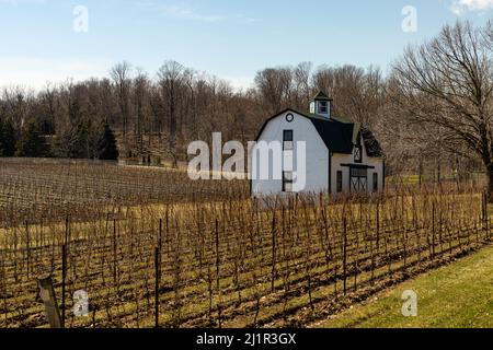 Vineyard in the spring. Niagara Peninsula Ontario Canada. Stock Photo