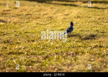 A selective focus shot of a blue jay bird perched on the grassy ground at sunrise Stock Photo