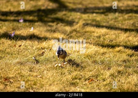A selective focus shot of a blue jay bird perched on the grassy ground at sunrise Stock Photo