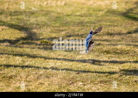 A selective focus shot of a blue jay bird perched on the grassy ground at sunrise Stock Photo