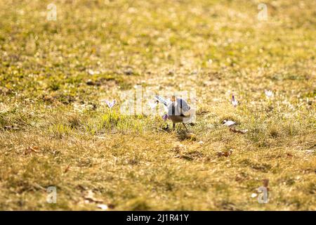 A selective focus shot of a blue jay bird perched on the grassy ground at sunrise Stock Photo