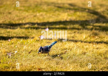 A selective focus shot of a blue jay bird perched on the grassy ground at sunrise Stock Photo