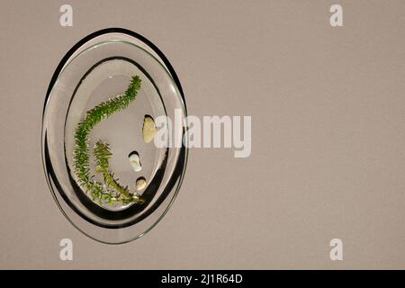 Transparent glass plate with few stems of fresh live green seaweed placed in clean water and few natural stones. Brown paper background with large cop Stock Photo