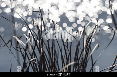 beautiful background with plant stems and water reflections Stock Photo