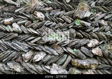 A Cornish stone wall bordering a lane near Tintagel. Construction is of local stone laid in a herringbone pattern filled with soil which allows grass Stock Photo
