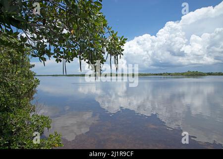 Florida Reflections - J.N. 'Ding' Darling National Wildlife Refuge Stock Photo