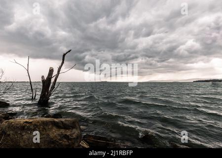 Broken trunks on a lake, beneath a dramatic, moody sky with an incoming storm Stock Photo