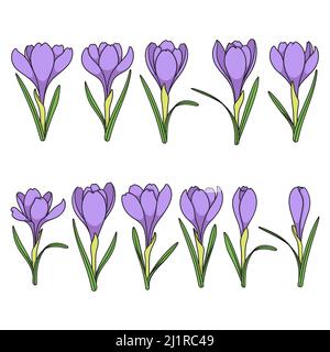 Set of color illustrations with purple crocus flowers, saffron. Isolated vector objects on a white background. Stock Vector