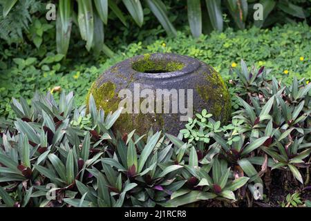 Empty outdoor stone or concrete round vase placed in lush carpet of green plants Stock Photo
