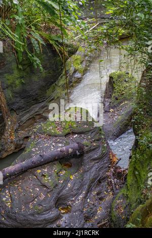 Flowing river in a lush tropical rainforest with large boulders and hanging vines. Photographed from above looking down. Stock Photo