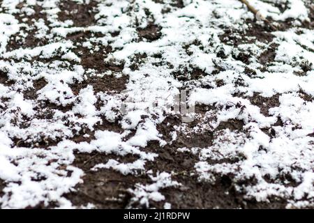 Freshly fallen snow on muddy trampled earth - covring the ground Stock Photo