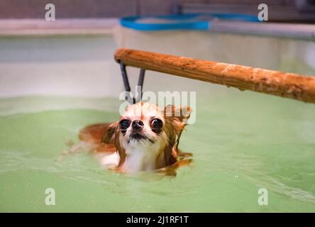 chihuahua and re-education for hydrotherapy in swimming pool Stock Photo